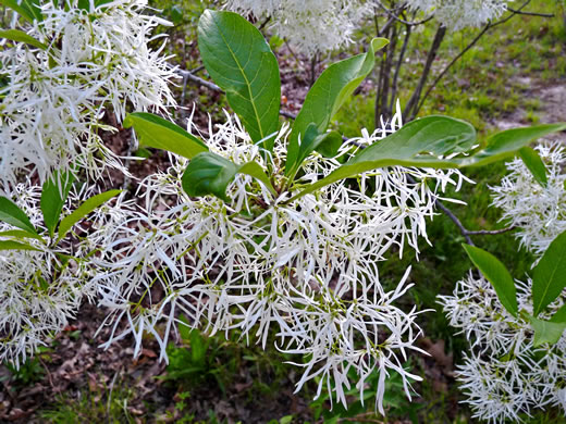 image of Chionanthus virginicus, Fringetree, Grancy Graybeard, Old Man's Beard, Grandsir-graybeard