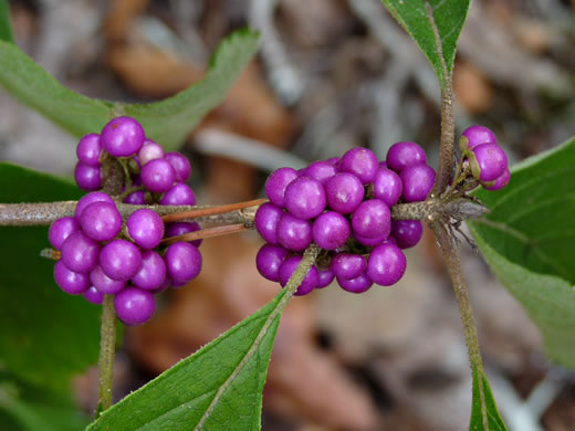 image of Callicarpa americana, American Beautyberry, French-mulberry, Beautybush