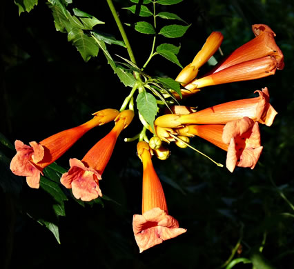 image of Campsis radicans, Trumpetcreeper, Trumpet Vine, Cow-Itch Vine