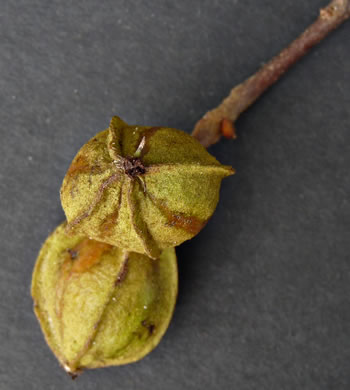 image of Carya aquatica, Water Hickory, Bitter Pecan