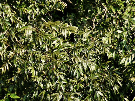 image of Carya aquatica, Water Hickory, Bitter Pecan