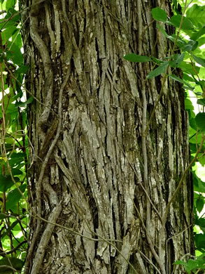 image of Carya laciniosa, Big Shellbark Hickory, Kingnut Hickory