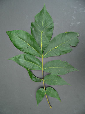 image of Carya laciniosa, Big Shellbark Hickory, Kingnut Hickory