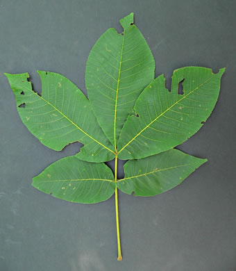 image of Carya ovata, Common Shagbark Hickory