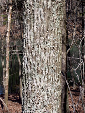 image of Carya tomentosa, Mockernut Hickory, White Hickory