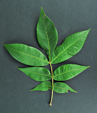 image of Carya tomentosa, Mockernut Hickory, White Hickory