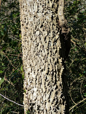 image of Celtis laevigata, Sugarberry, Southern Hackberry, Smooth Hackberry, Lowland Hackberry