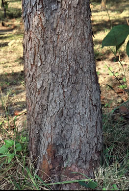 image of Cercis canadensis var. canadensis, Eastern Redbud, Judas Tree