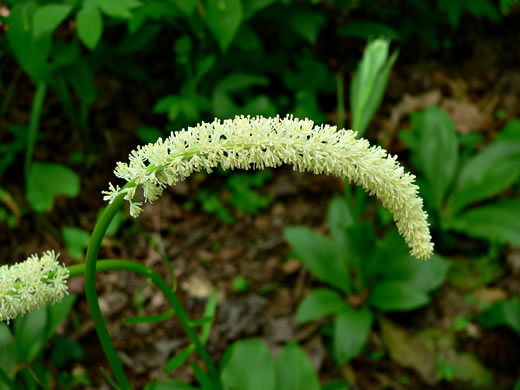 image of Chamaelirium luteum, Fairywand, Devil's Bit