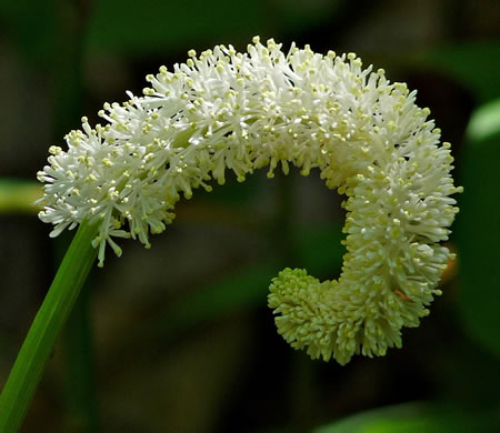 image of Chamaelirium luteum, Fairywand, Devil's Bit