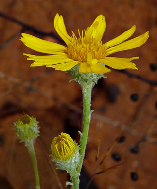 involucral bracts