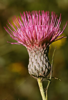 image of Cirsium muticum, Swamp Thistle