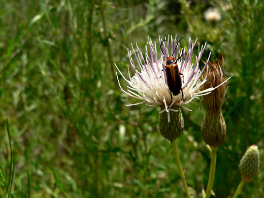 image of Cirsium nuttallii, Coastal Tall Thistle, Nuttall's Thistle