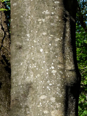 image of Cladrastis kentukea, Kentucky Yellowwood, Gopherwood