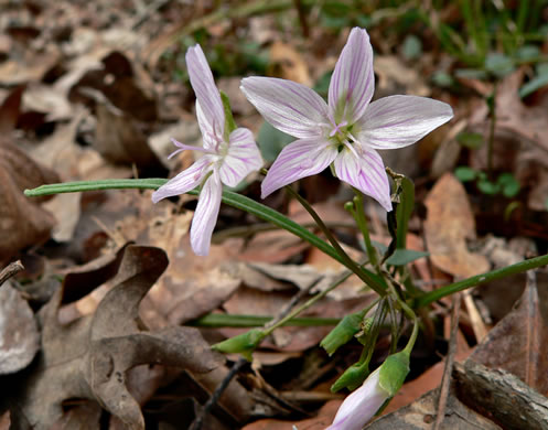 image of Claytonia virginica var. virginica, Spring-beauty