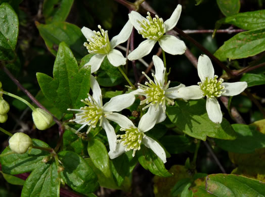 image of Clematis virginiana, Virgin's Bower