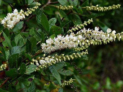 image of Clethra alnifolia, Coastal Sweet-pepperbush, Coastal White-alder