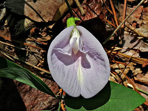 image of Clitoria mariana var. mariana, Butterfly-pea