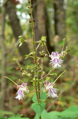 image of Collinsonia tuberosa, Tuberous Horsebalm, Stoneroot, Deepwoods Horsebalm