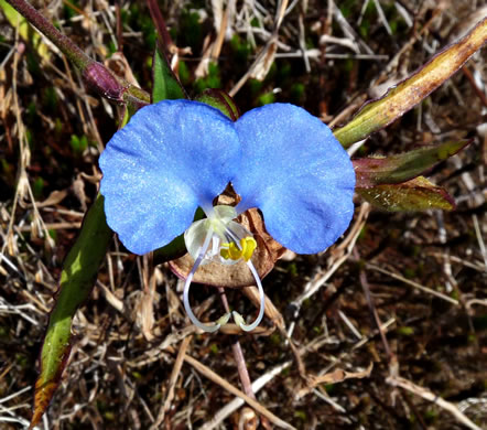 image of Commelina erecta var. erecta, Erect Dayflower, Slender Dayflower