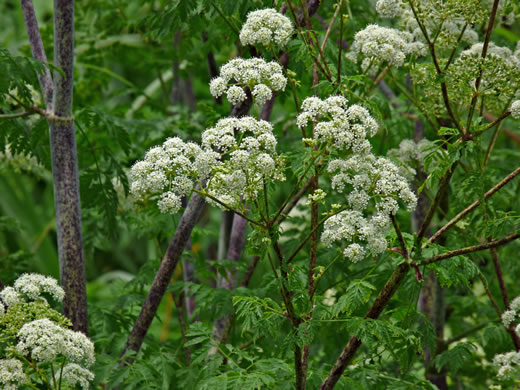 image of Conium maculatum, Poison-hemlock