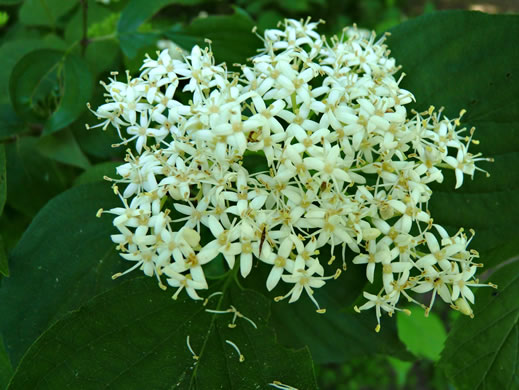 Swida amomum, Silky Dogwood, Bush Dogwood, Silky Cornel