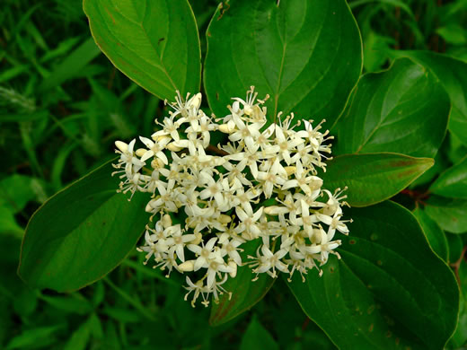 Swida foemina, Southern Swamp Dogwood