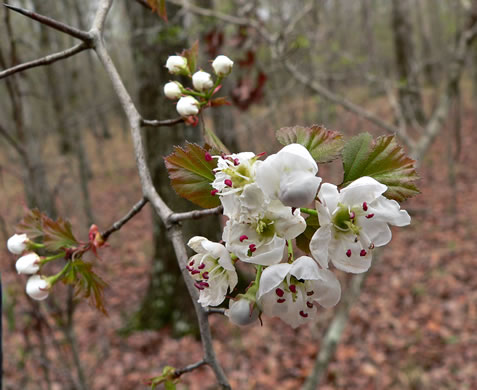 image of Crataegus iracunda var. iracunda, Forest Hawthorn, Stolon-bearing Hawthorn