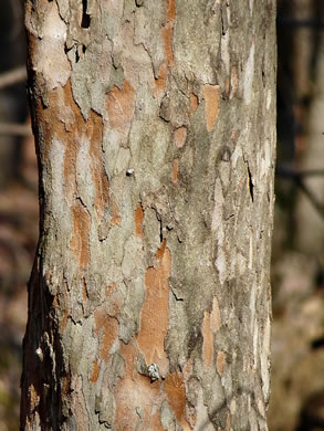 image of Crataegus viridis, Green Hawthorn, Greenhaw