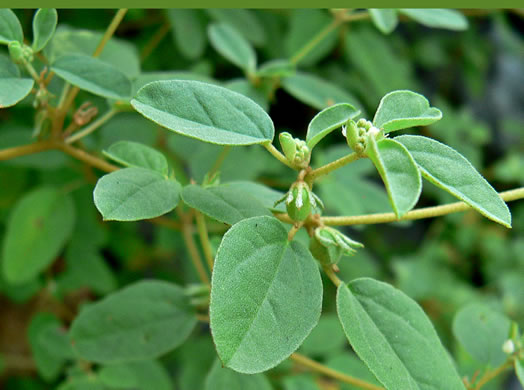 image of Croton monanthogynus, Prairie-tea Croton, One-seed Croton