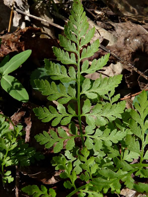 image of Cystopteris protrusa, Lowland Bladder Fern, Spreading Bladder Fern