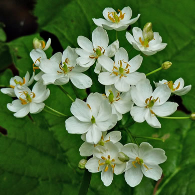 image of Diphylleia cymosa, Umbrella-leaf, Pixie-parasol