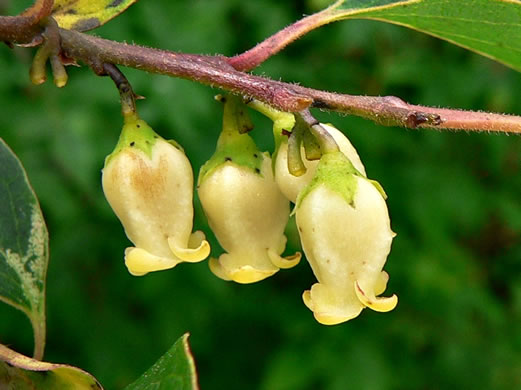 image of Diospyros virginiana, American Persimmon, Possumwood, Simmon