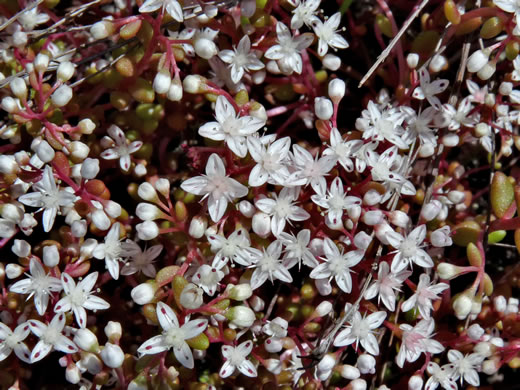 image of Diamorpha smallii, Elf-orpine