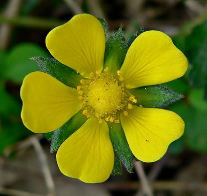 Potentilla indica, Indian Strawberry, Mock Strawberry