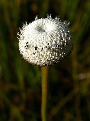 image of Eriocaulon decangulare var. decangulare, Ten-angle Pipewort, Hat Pin, Hard Pipewort