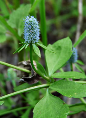 image of Eryngium prostratum, Spreading Eryngo, Creeping Eryngo