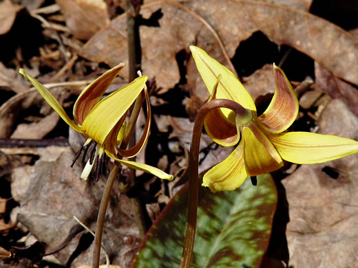 image of Erythronium umbilicatum ssp. umbilicatum, Dimpled Trout Lily, Dogtooth Violet