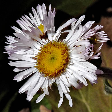 image of Erigeron pulchellus var. pulchellus, Robin's Plantain