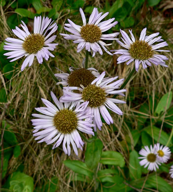 image of Erigeron pulchellus var. pulchellus, Robin's Plantain