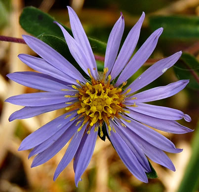 image of Eurybia surculosa, Creeping Aster, Michaux's Wood-Aster