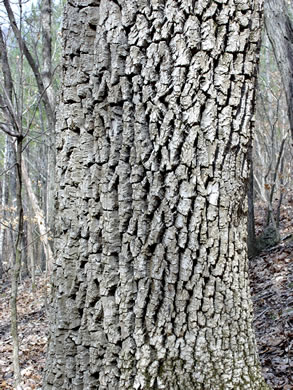 image of Fraxinus pennsylvanica, Green Ash, Red Ash