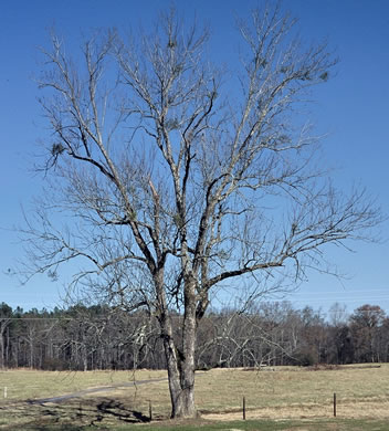 image of Fraxinus pennsylvanica, Green Ash, Red Ash