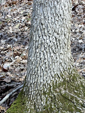 image of Fraxinus quadrangulata, Blue Ash