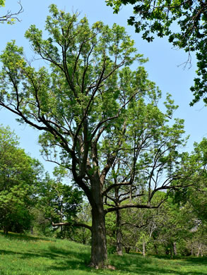 image of Fraxinus quadrangulata, Blue Ash