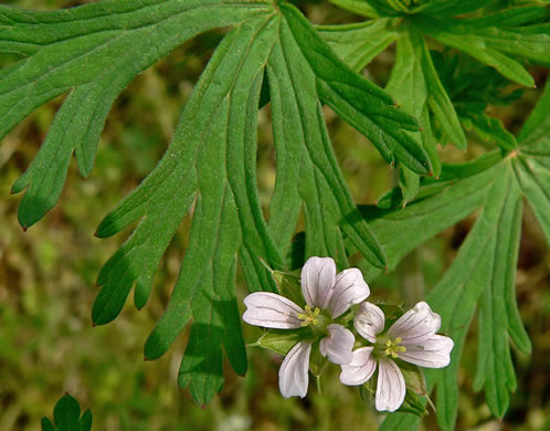 image of Geranium carolinianum, Carolina Cranesbill