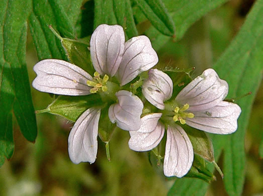 image of Geranium carolinianum, Carolina Cranesbill