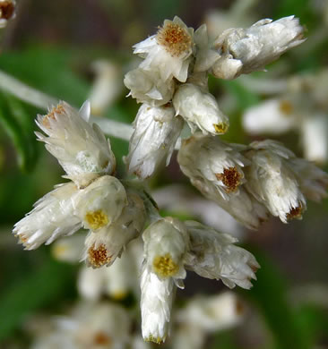 image of Pseudognaphalium obtusifolium, Fragrant Rabbit-tobacco, Eastern Rabbit-tobacco, Sweet Everlasting, Catfoot