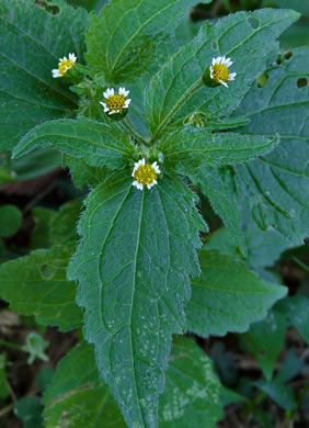 image of Galinsoga quadriradiata, Common Peruvian-daisy, Gallant Soldiers, Fringed Quickweed