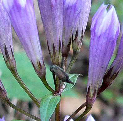 image of Gentianella quinquefolia, Stiff Gentian, Appalachian Gentianella, Fivefinger Gentian, Eastern Agueweed